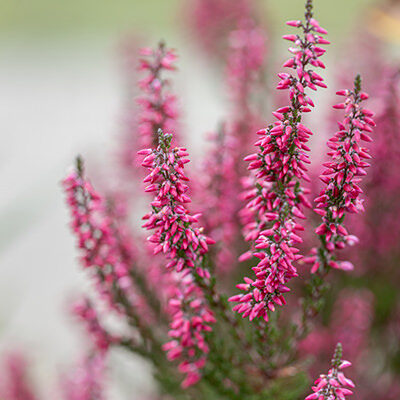 Calluna Rossa