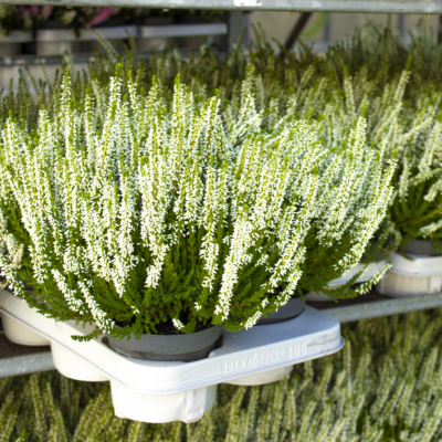 Calluna Vulgaris