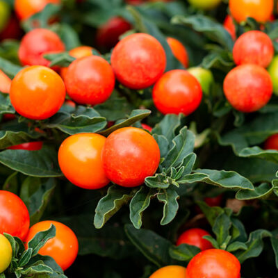 Solanum-Pseudocapsicum