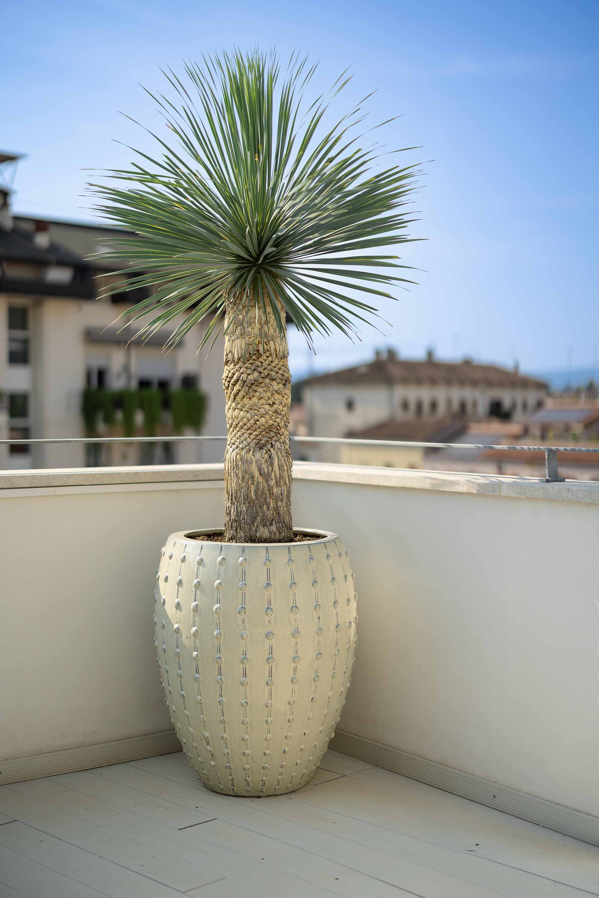 Oasi verde per un attico o terrazzo