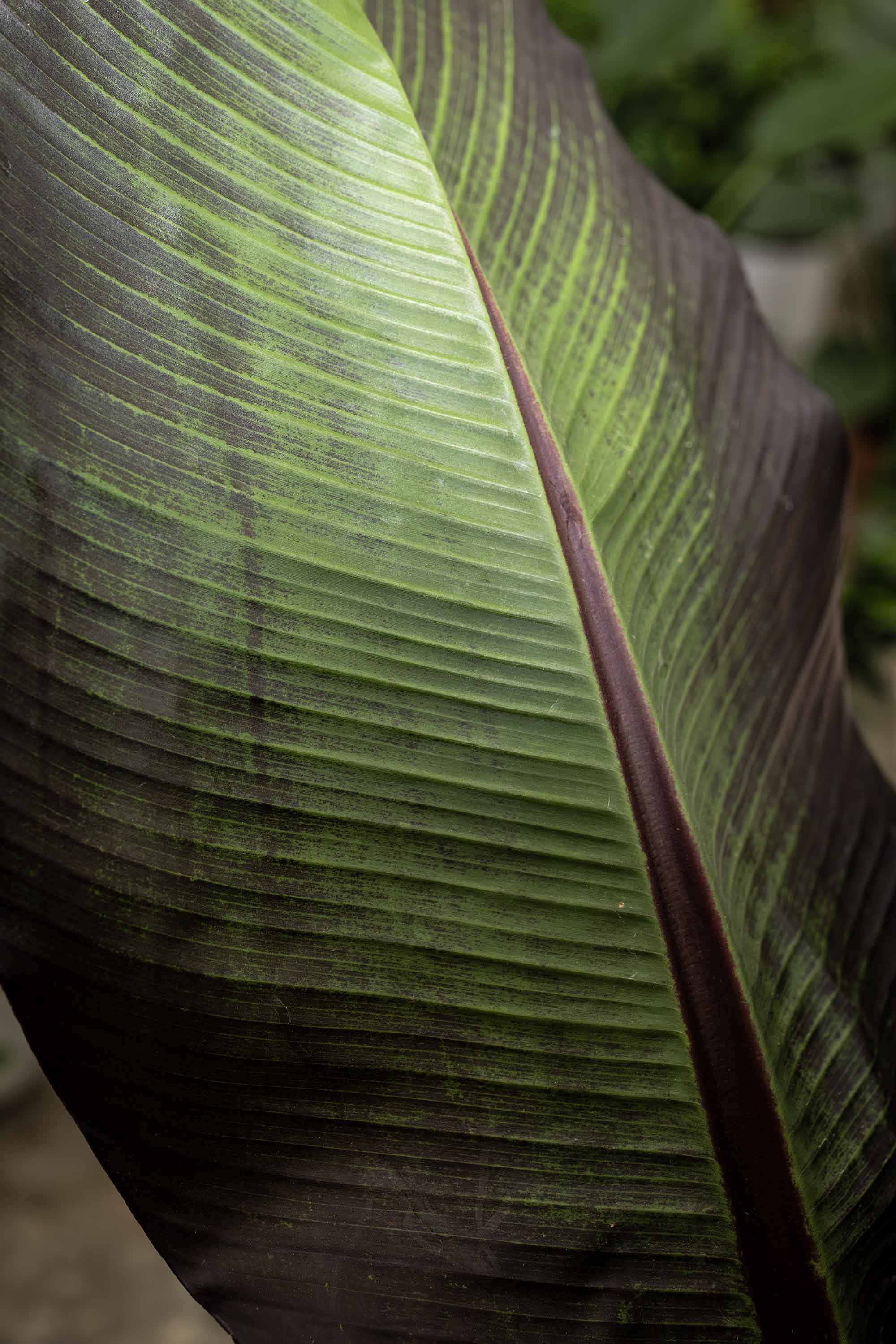 Pianta tropicale particolare