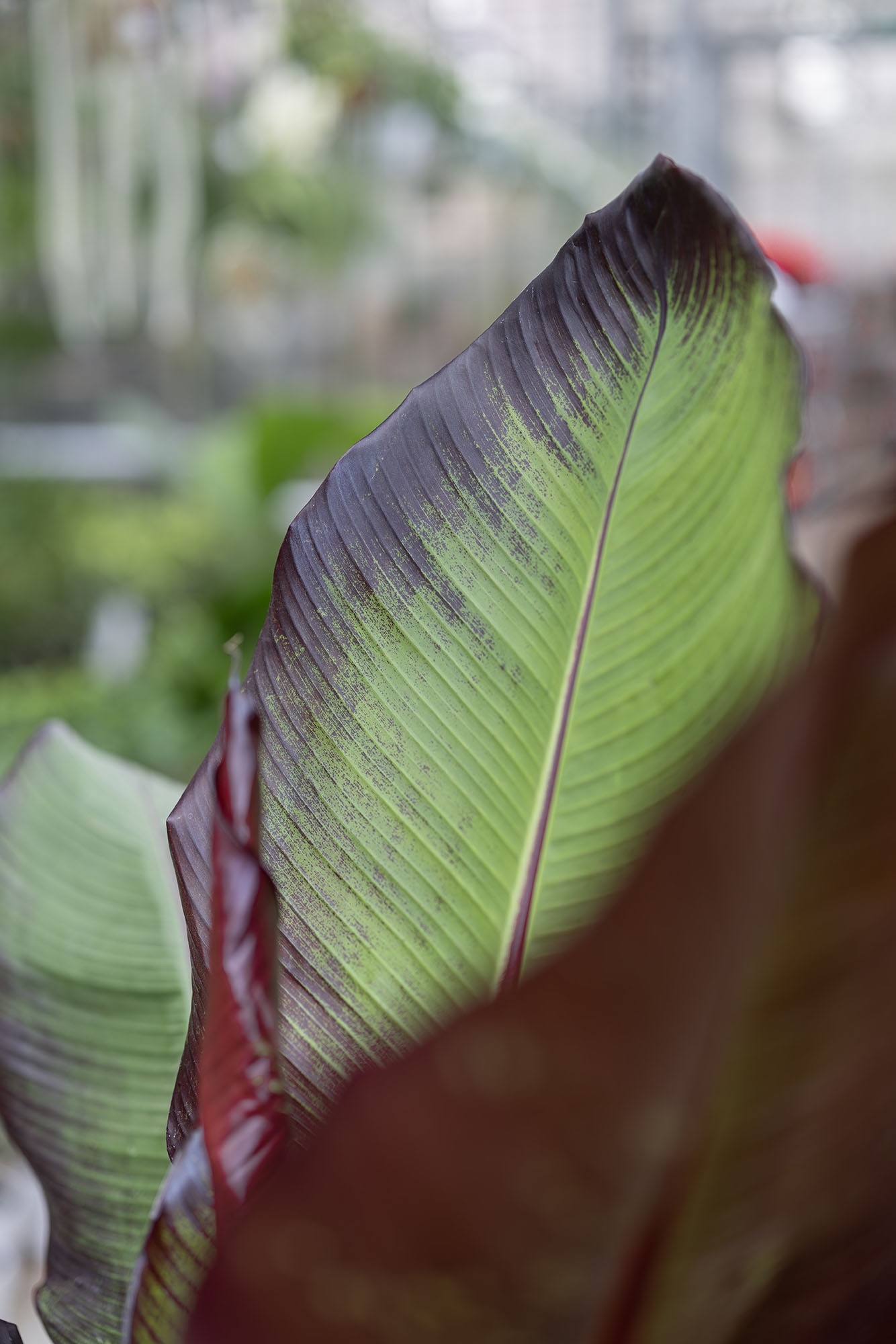 Pianta tropicale particolare