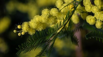 Fiori e composizioni per la Festa della Donna_1