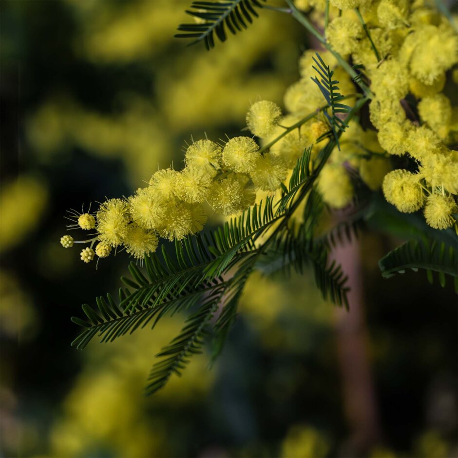 Fiori e composizioni per la Festa della Donna_1