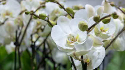 Fiori e composizioni per matrimoni_2