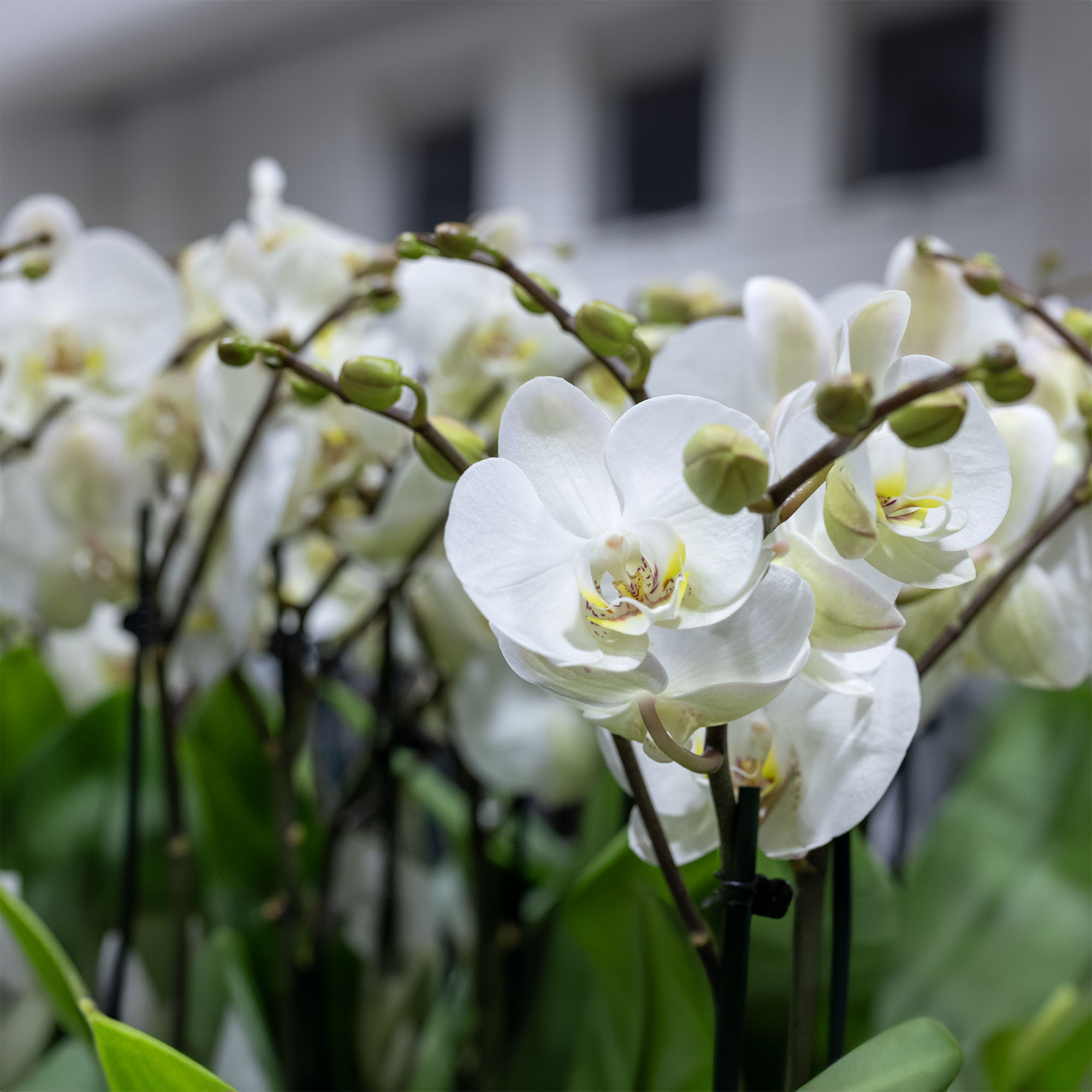 Fiori e composizioni per matrimoni_2