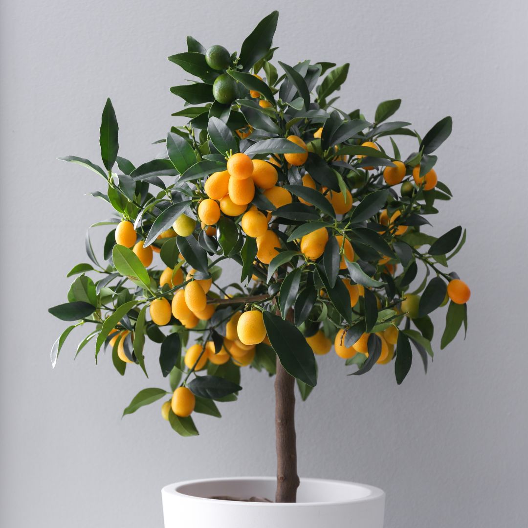 Kumquat agrume